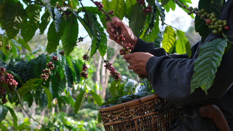Two hands picking coffee beans off plant