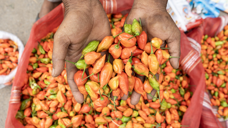 A person holding two handfuls of ghost peppers above a sack of ghost peppers