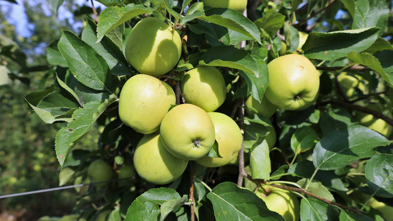 An illustrative image showing a bunch of Golden Delicious apples ripening on a tree.