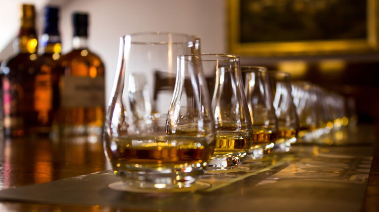 A row of glasses with whiskey in them, ready for tasting