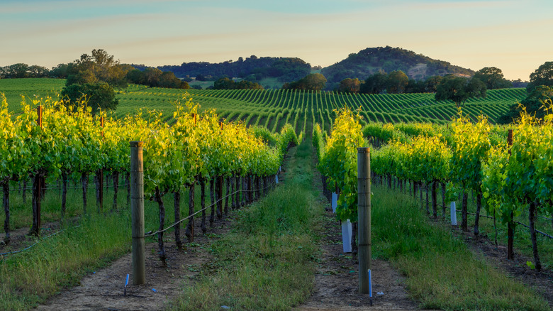 Sonoma County, California, vineyard at sunset