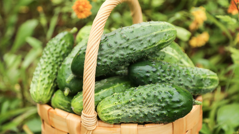 Freshly harvested cucumbers with a visibly prickly texture in a wooden basket