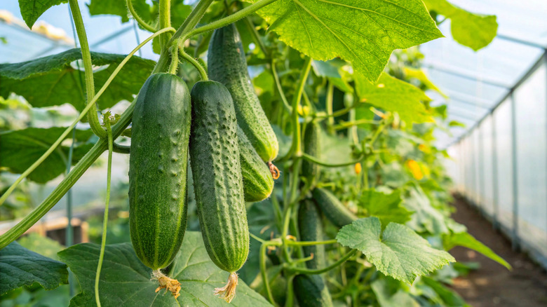Fresh cucumbers with stems still attached, grown in a greenhouse