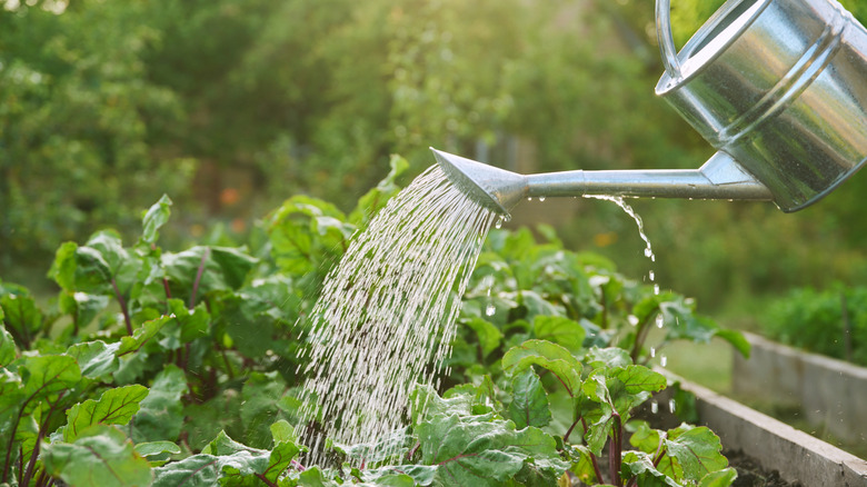 Watering can positioned over vegetable patch, actively watering the plants.