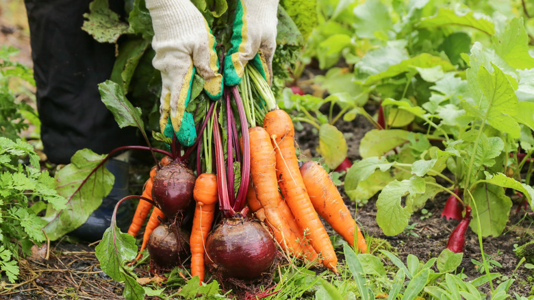 Gardener holding stemmed carrots and beets in garden.