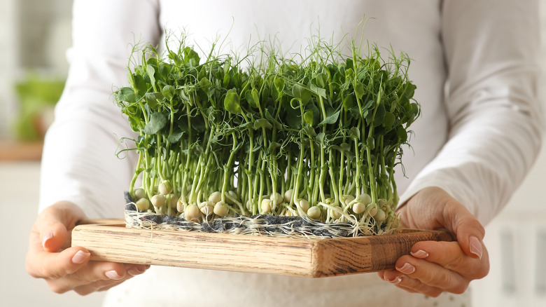Woman holding a chopping board with micro greens on it