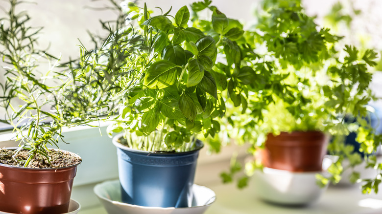 Herbs being grown in plastic cups