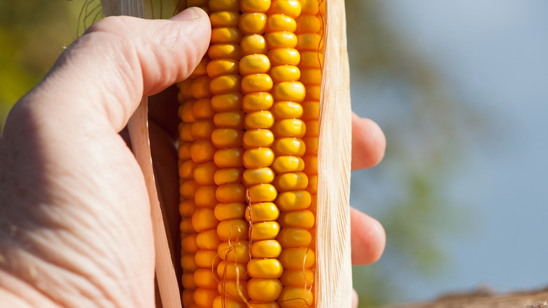 hand holding a shucked ear of corn
