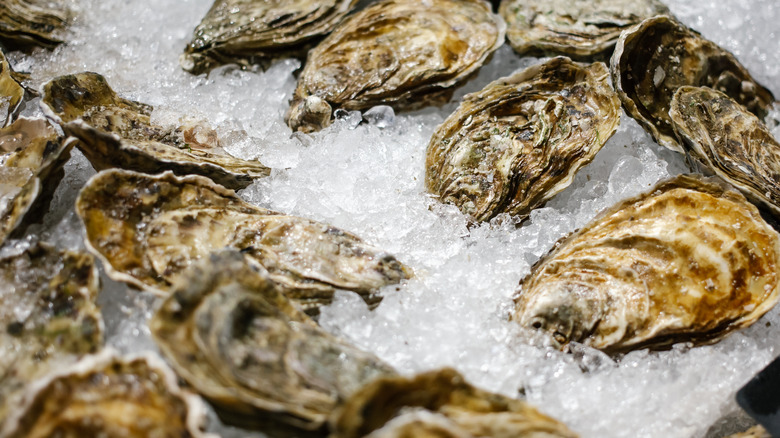 close-up of fresh oysters on ice