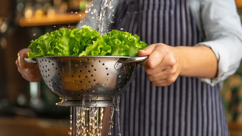 Hands let water run over a bundle of lettuce in a colander.