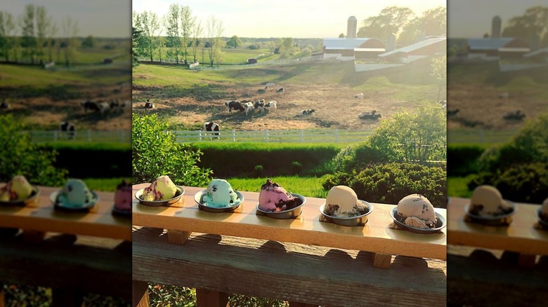 Five bowls of ice cream on a railing overlooking the farm and cows