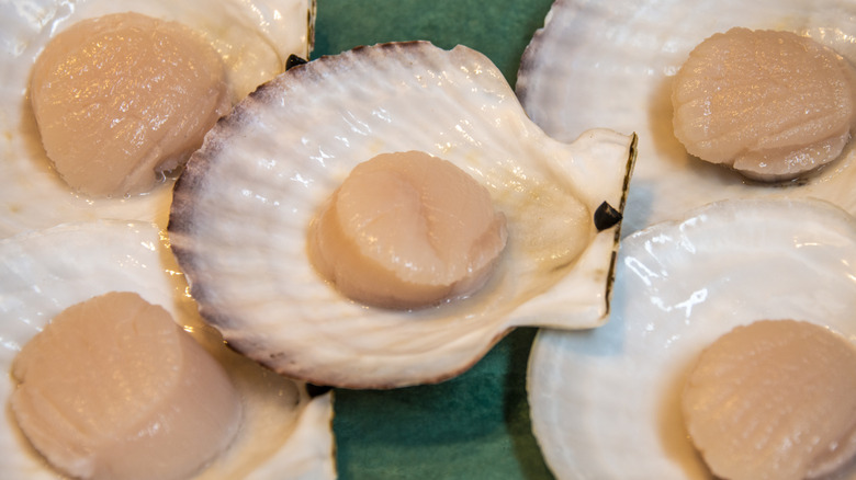 Diver scallops on the half shell.