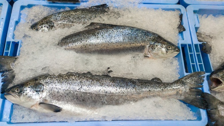 Fresh, whole salmon on ice