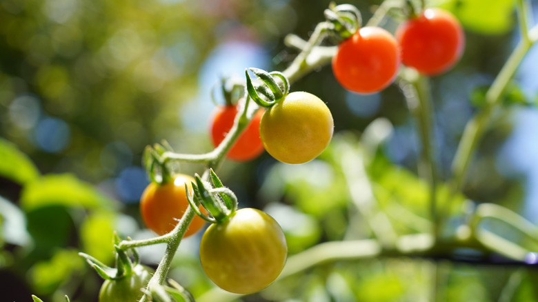 Cherry tomatoes on the vine.