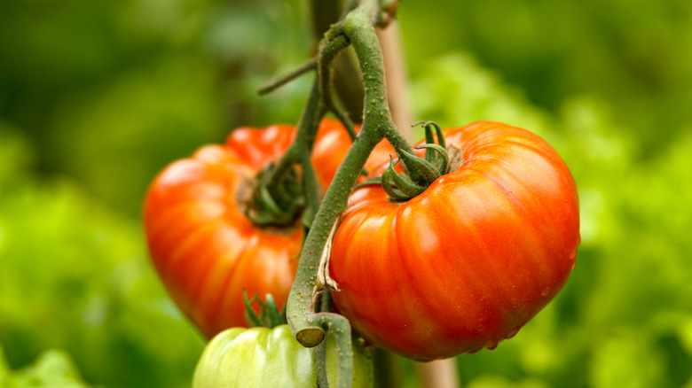 Heirloom tomatoes on the vine.