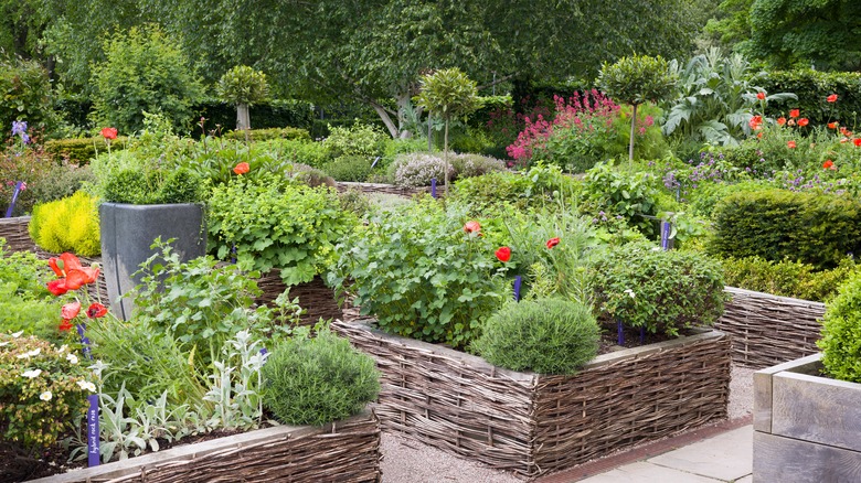 thriving raised garden beds