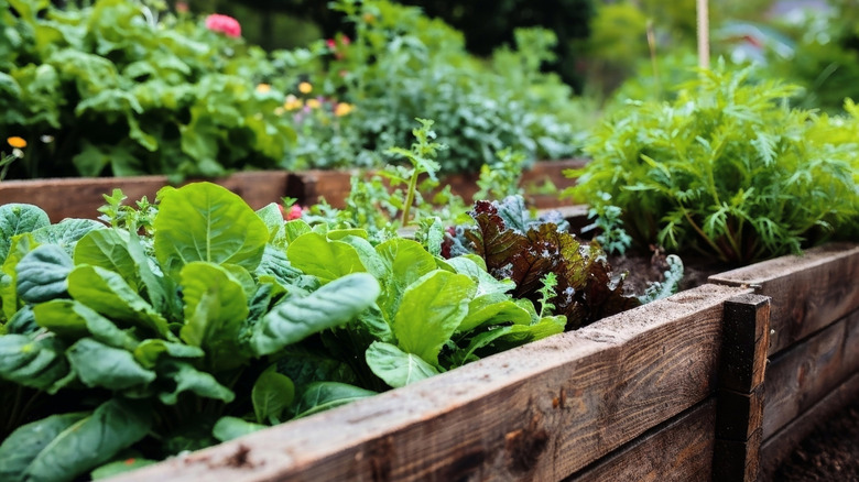 raised garden bed filled with lettuce