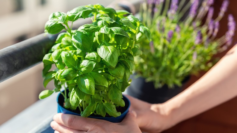 Person holding potted basil plant