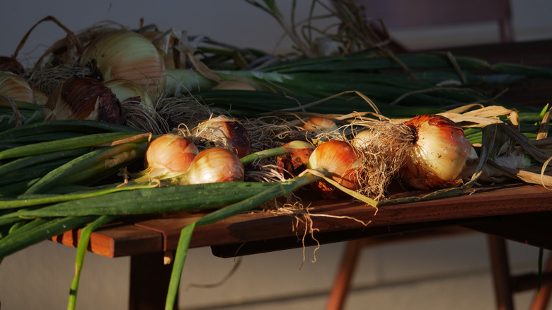 Onions curing after harvest on a wooden table in sunlight.