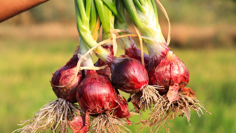 A person holding freshly cultivated onions in a vegetable garden.