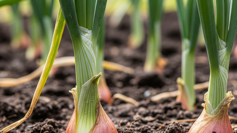 Close up of two onions growing in rich soil.