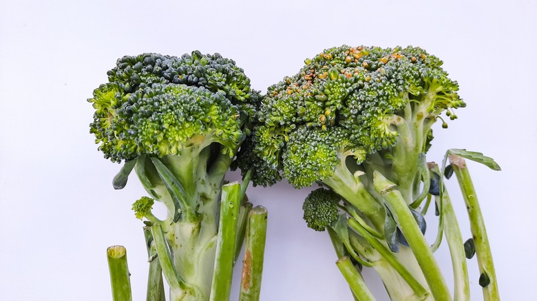 Close up of broccoli