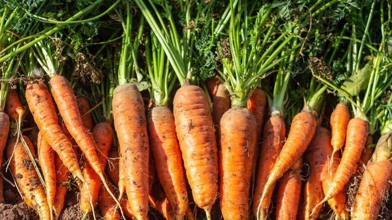 Freshly picked carrots with leafy tops