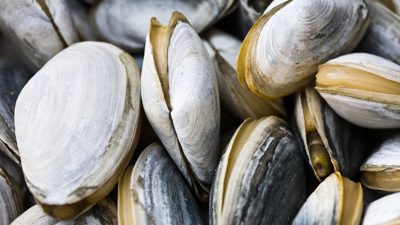 close up of fresh clams