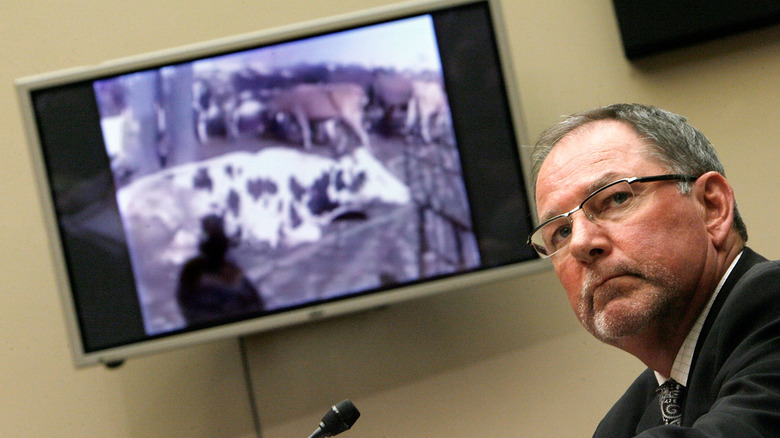 A Westland-Hallmark CEO testifying in front of video of downer cattle.