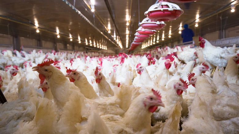 White chickens packed together inside a chicken house
