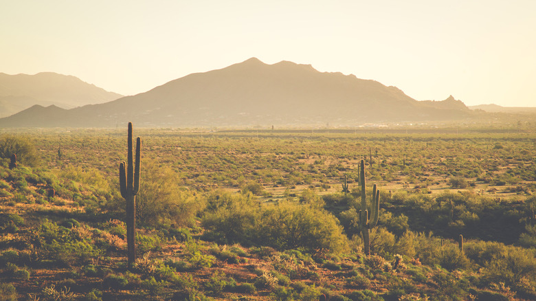 desert scape in arizona