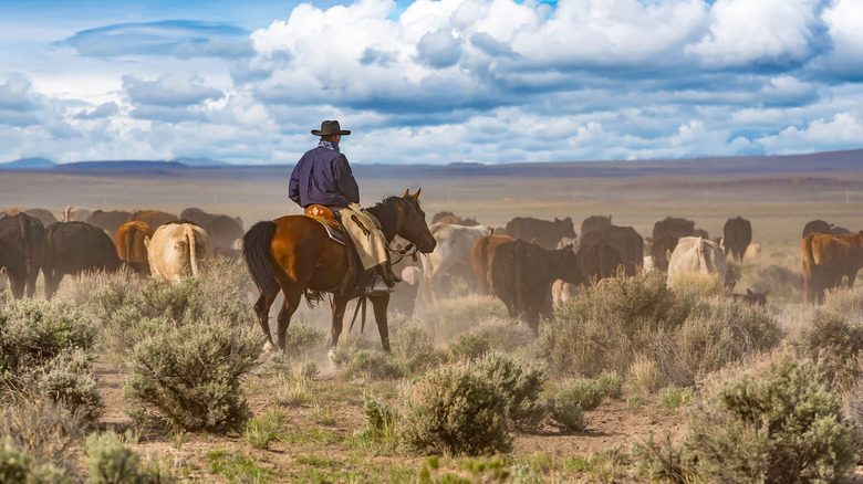 A cowboy moving cattle along a plain