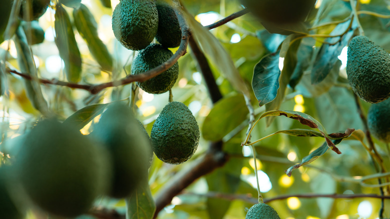 Avocados growing on a tree