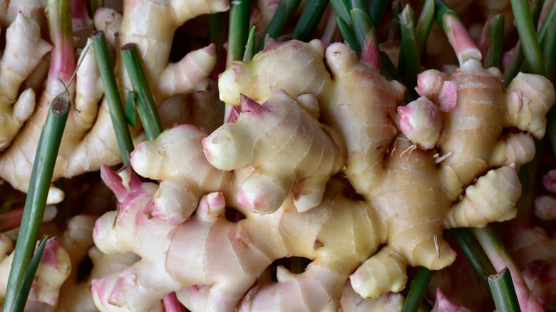 fresh ginger roots in pile