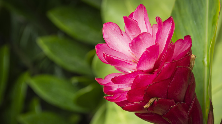 ginger flower against green leaves