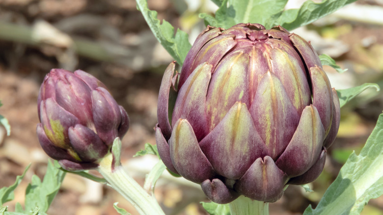 artichoke bud growing on plant