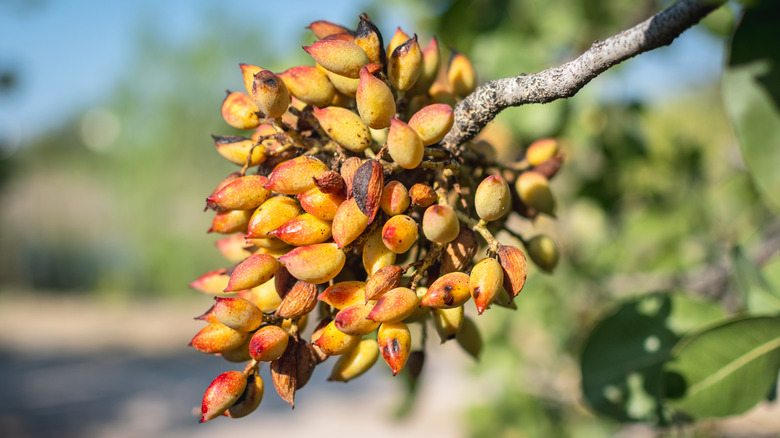 Branch of pistachio tree with a cluster of pistachios