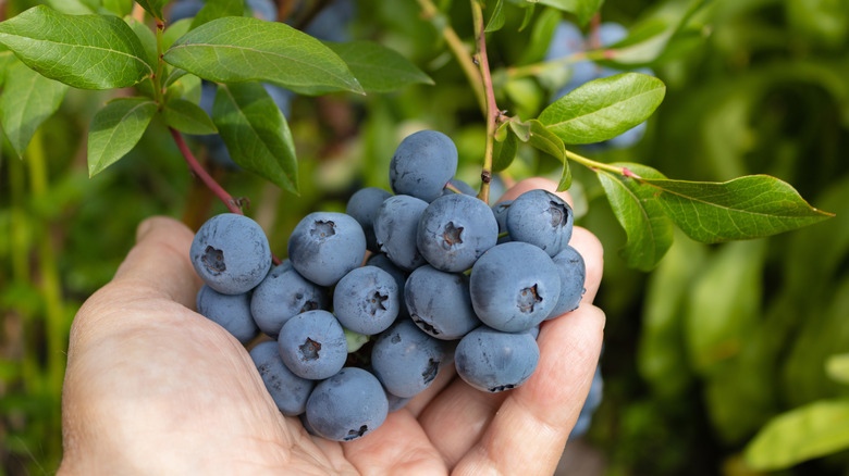 Blueberries in someone's hand
