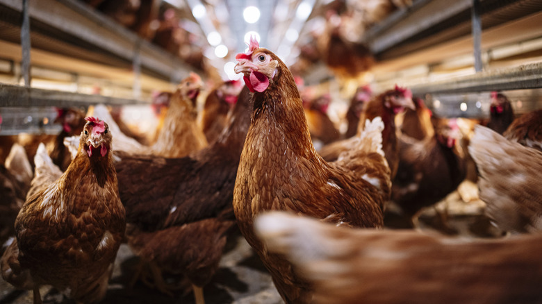 live chickens in a factory