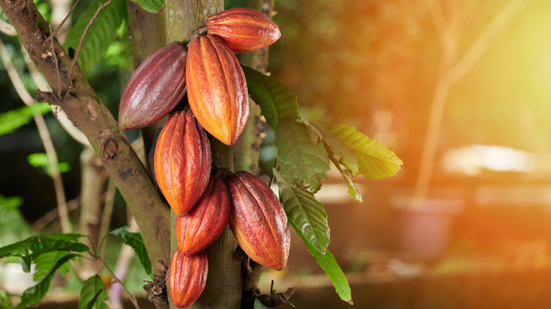 cocoa pods on tree