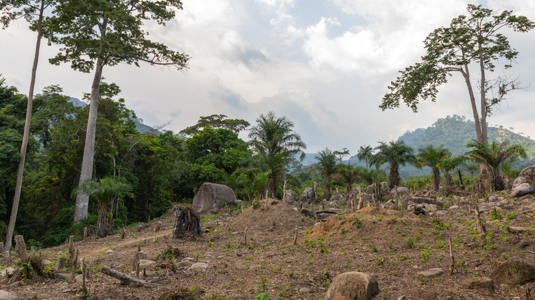 Deforestation in Tonkpi Region, Côte d'Voire