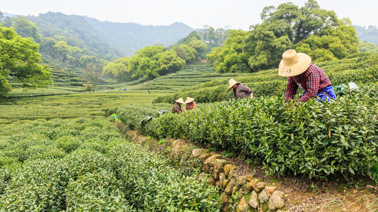 farmers harvesting tea in China