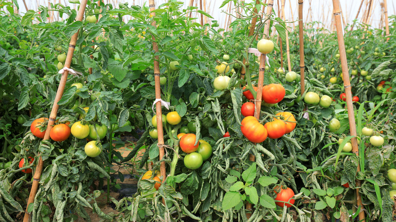 Tomatoes growing on bamboo in China