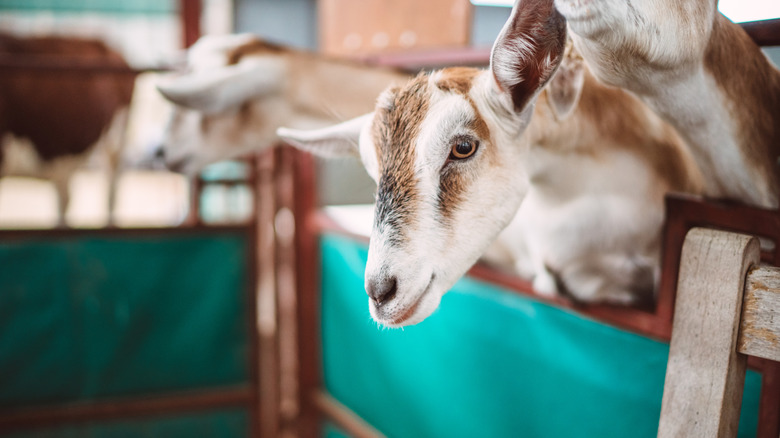 Close up of a goat in a barn