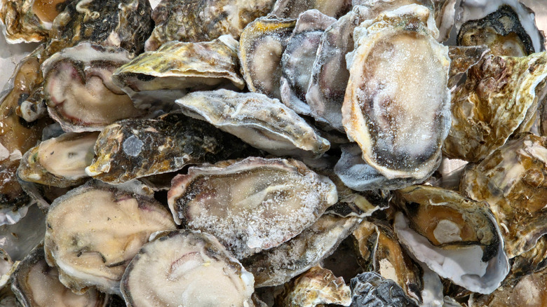 close up of pile of oysters