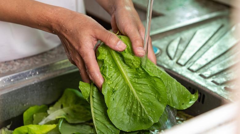 Washing leafy greens in sink