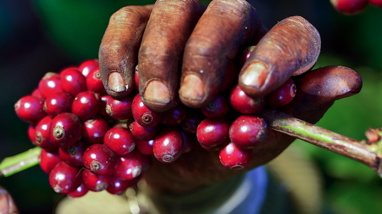 Fresh coffee cherries on branch