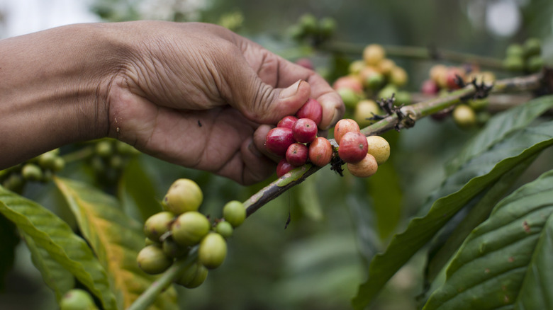 Person picking fresh Robusta cherries.