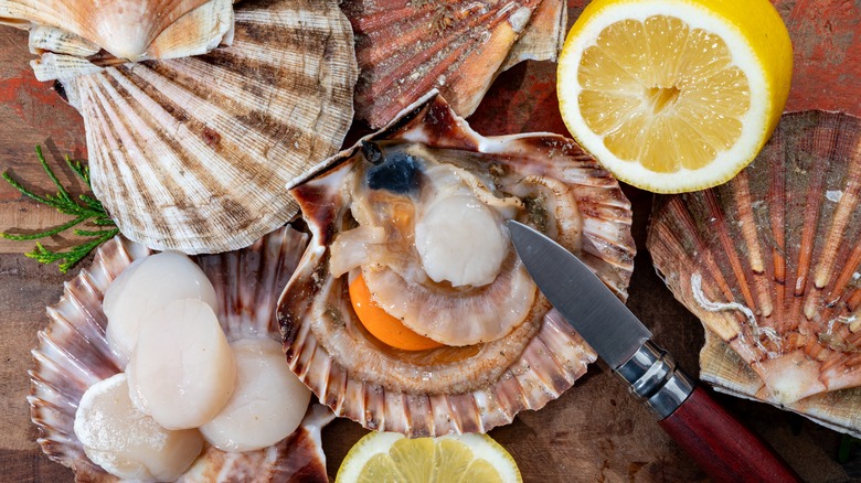 Atlantic bay scallops cleaned and in the shell alongside lemon slices