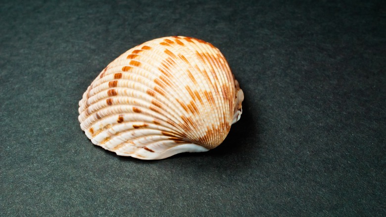 a close-up view of an Atlantic calico scallop on a black background